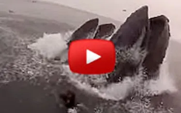 whales-almost-eat-divers-thumb.jpg.webp