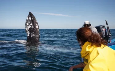 whalewatching.brandoncole.scubadivingmagazine.june.jpg.webp