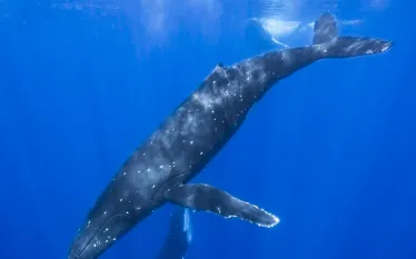 what-its-like-dive-tahiti-humpbacks_moorea_capozzola.jpg.webp
