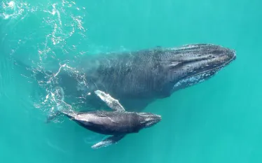 whispering_whales_npr_credit_.jpg.webp