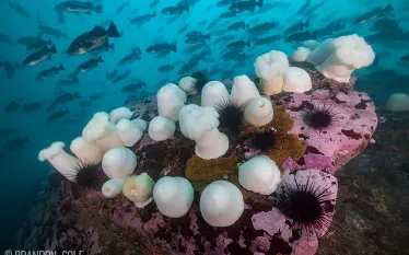 white-plumrose-sea-anemones-brandon-cole.jpg.webp