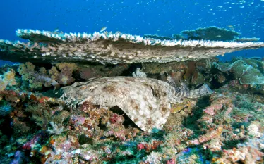 wobbegong.jpg.webp