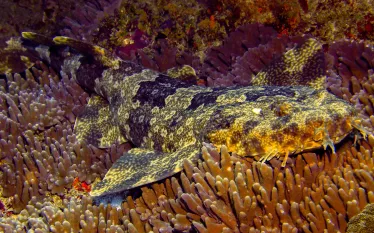 wobbegong_shutterstock_mikeworkman_teaser.jpg.webp