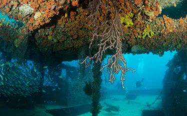 wreck-diving-fort-lauderdale-shutterstock-fine-art-photos.jpg.webp