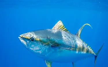 yellowfin-tuna-ellen-cuylaerts-ocean-image-bank.jpg.webp