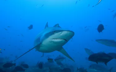 yonover_shark_fj.jpg.webp