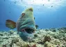 Blue-Corner-humphead-wrasse_edit.jpg.webp