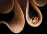 HMs_aecc-IMG_-Favorinustsuruganus_edit.jpg.webp