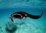 ReefMantaRayFeeding_JasmineCorbett.jpg.webp