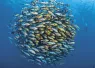 WONDERS_SHOAL__edit_.jpg.webp