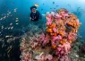 divingthailand_Zephyr_p_shutterstock__.jpg.webp