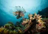 lionfish_Ye Choh Wah_shutterstock__edit.jpg.webp