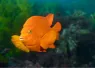 orangegaribaldi_ Joe Belanger _shutterstock_.jpg.webp