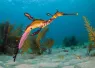 seadragonwitheggs_YP-D-brandon_cole.jpg.webp