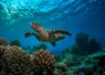 turtle_indianocean_Will Falcon_shutterstock_.jpg.webp