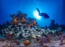 __aldora_divers_.jpg.webp