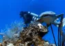 belize_underwater_wbdr_digital_article_image_x.png.webp