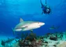 bmot-bimini-____.jpg.webp