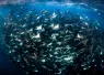 dive_ninja_rca_digital_article_image_x.png.webp