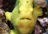 hawaii_konahonu_naia_frogfish_.jpg.webp
