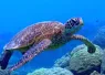 toucan_diving_bonaire_turtle.jpg.webp