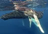 whale_humpback_sb_h__dom_rv.jpg.webp