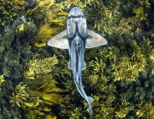 Sharks and Rays.